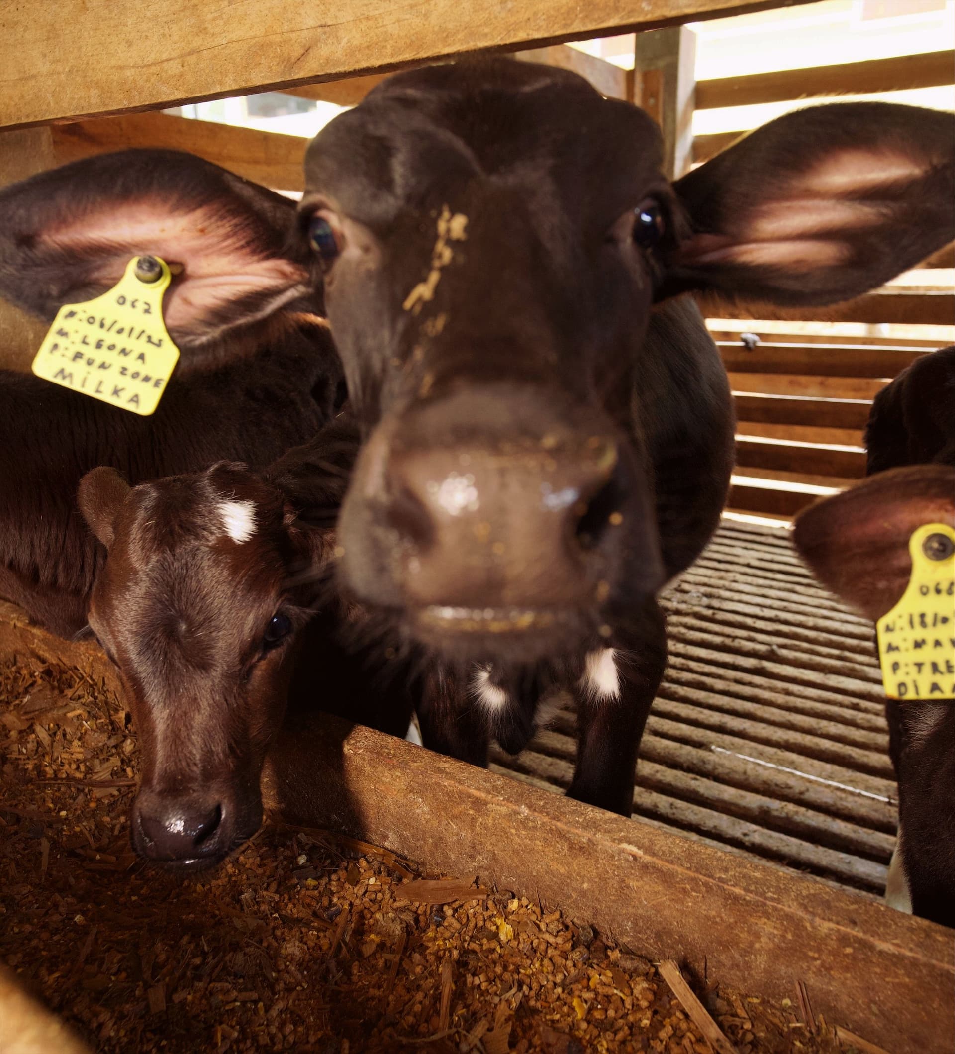 Bezerros com brinco de identificação no cocho da fazenda